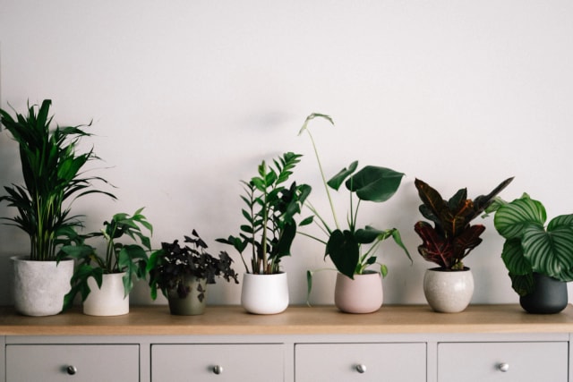 Houseplants for the new place