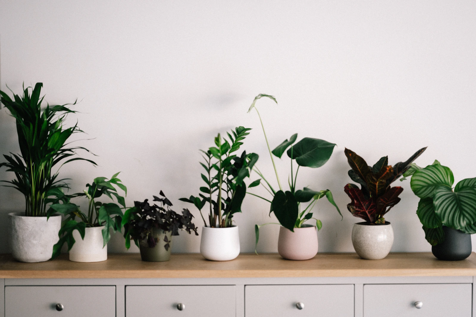 Houseplants for the new place